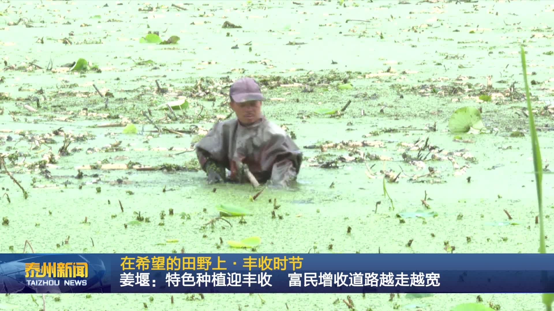 在希望的田野上·丰收时节  姜堰：特色种植迎丰收 富民增收道路越走越宽
